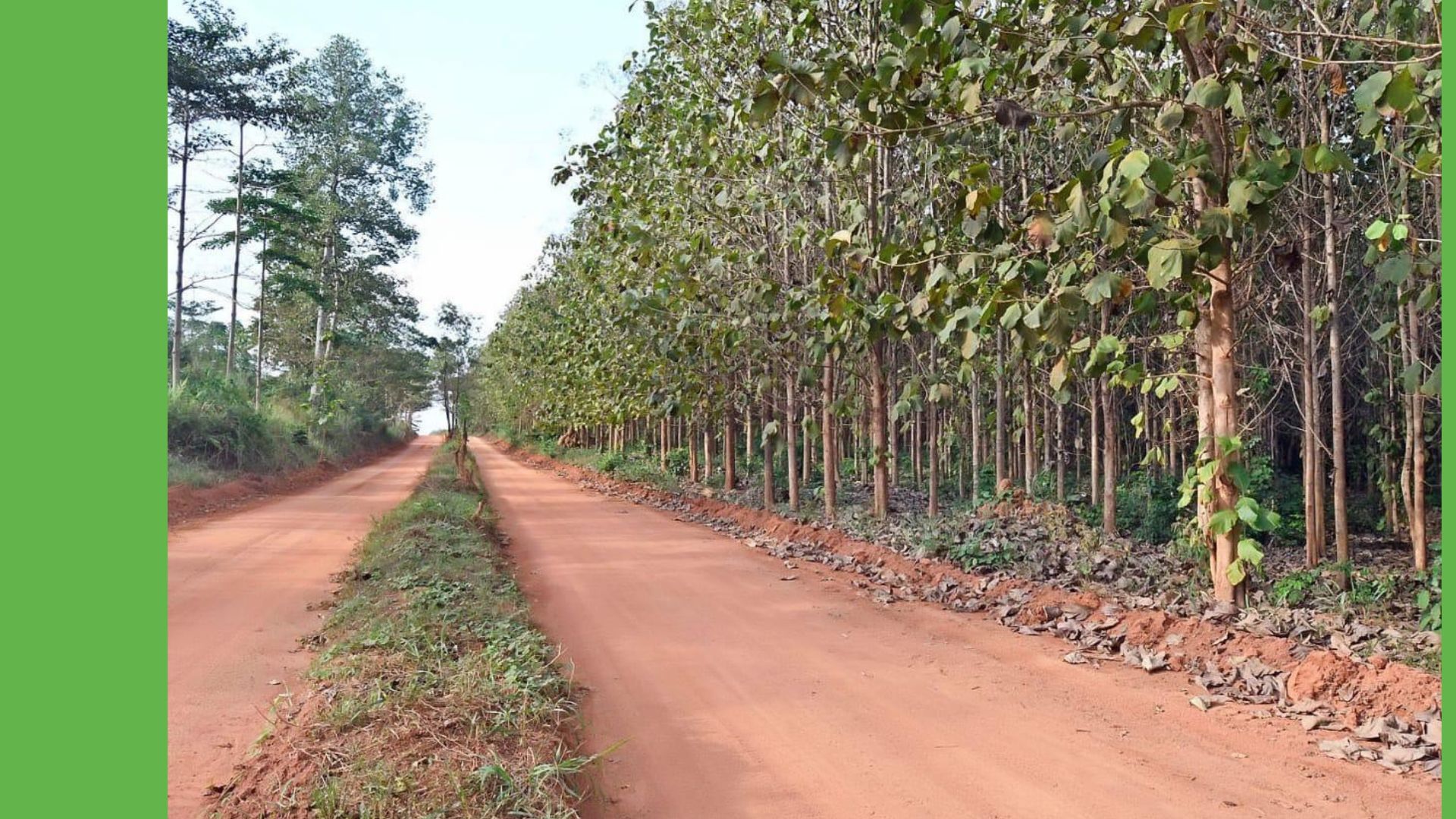 Progetto Radici del futuro - Come Nasce