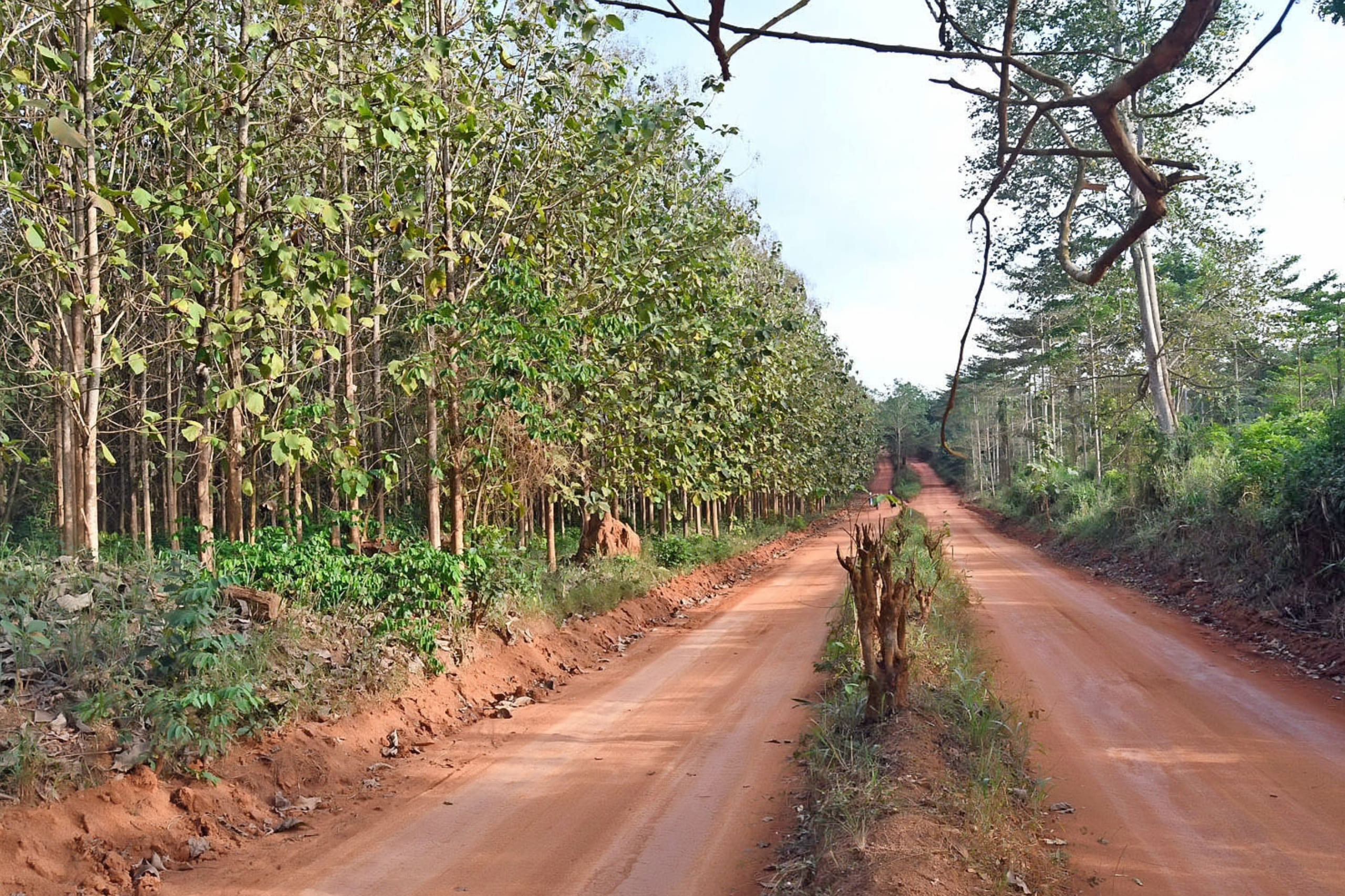 Urciuoli Global: Il Progetto Radici del futuro