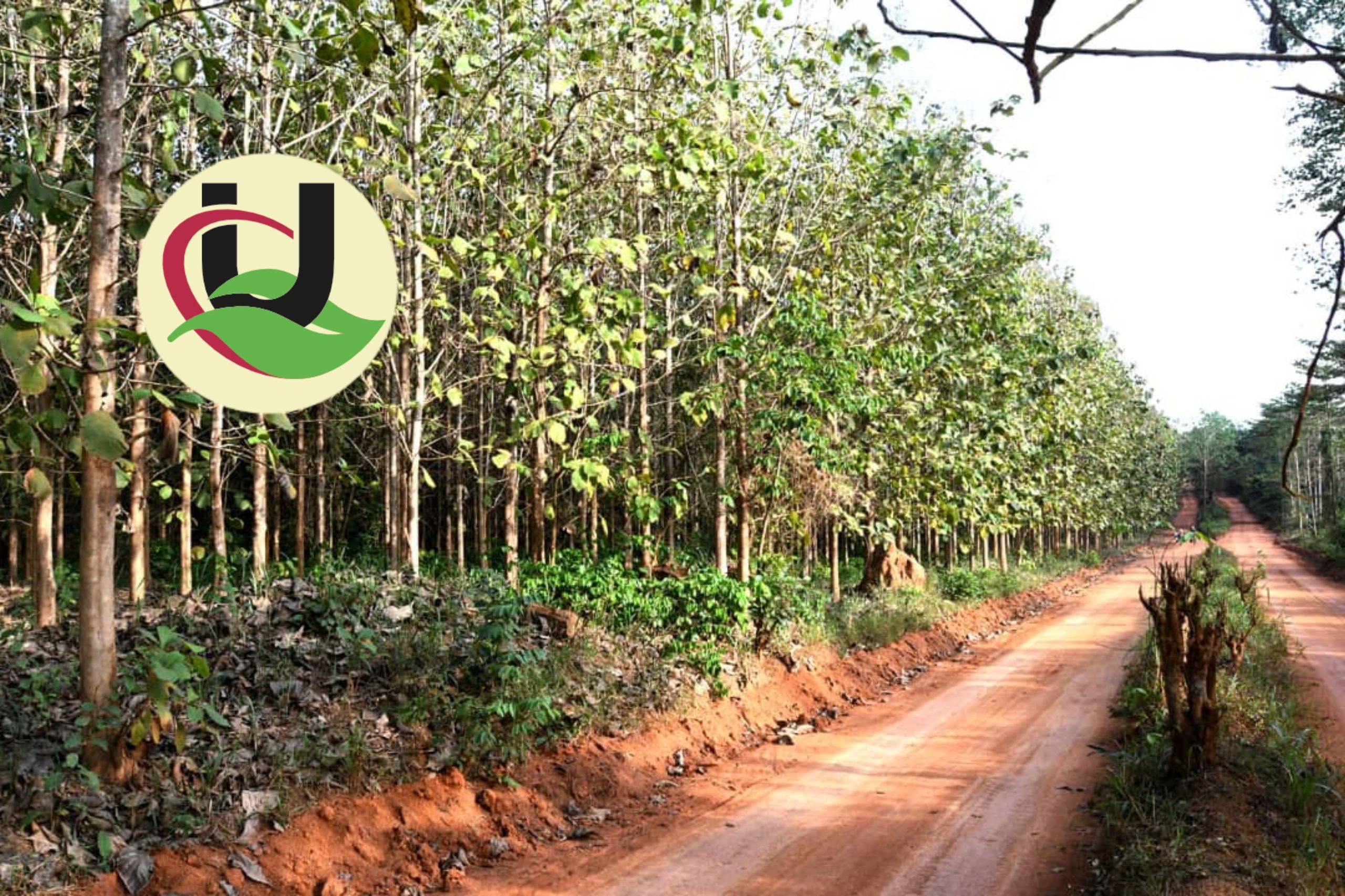 Radici Del Futuro: Urciuoli Global per la sostenibilità