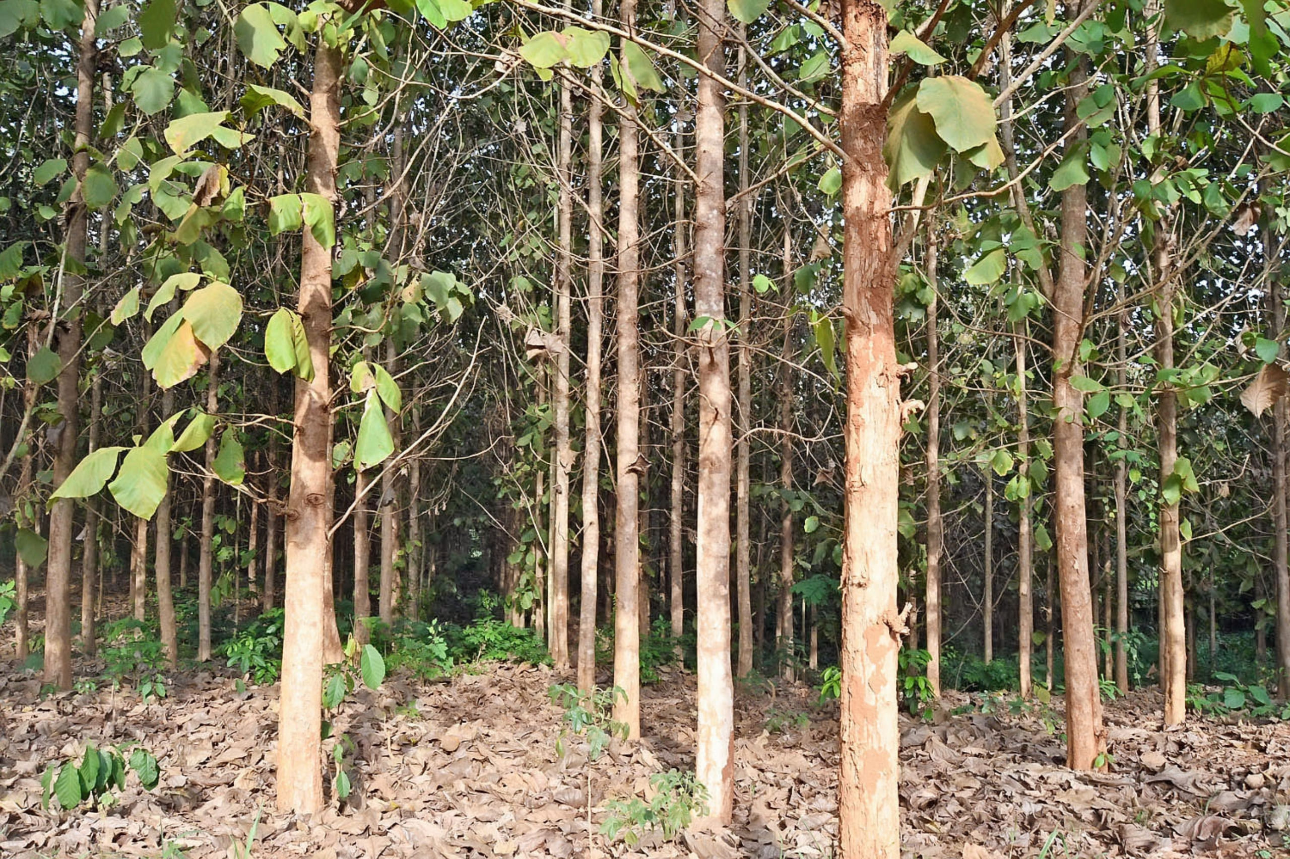 Radici Del Futuro: Urciuoli Global per la sostenibilità